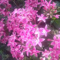 ペンタスの画像