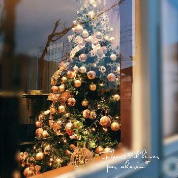 大切なクリスマスツリー♡,クリスマスツリー,クリスマスディスプレイ,もみの木♡,部屋の画像