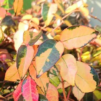 紅葉 黄葉の画像 by BLANKAさん | お出かけ先とハツユキカズラと観葉植物と葉っぱとお散歩道と紅葉 黄葉