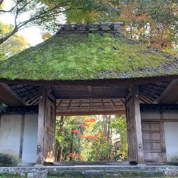 法然院の投稿画像一覧｜🍀GreenSnap（グリーンスナップ）