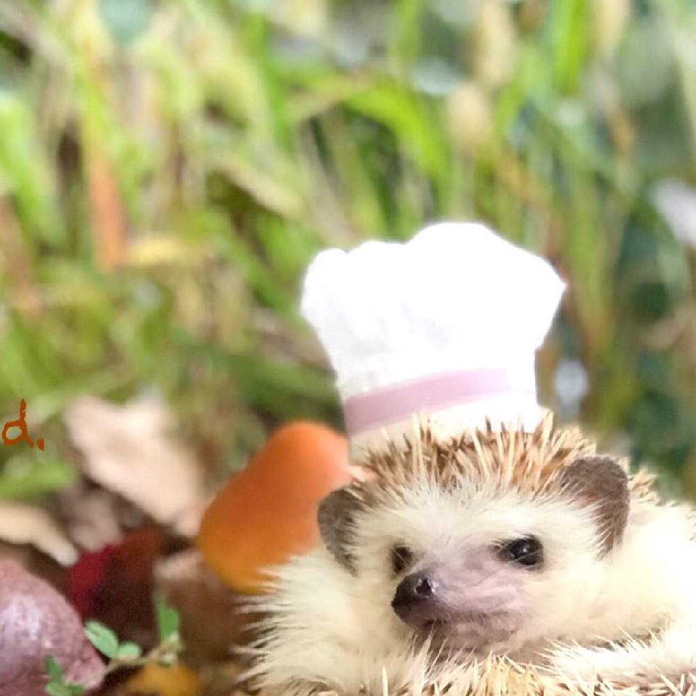 Nyacoのタイル画の投稿画像 By Nyacoさん 実りの秋と小さなビストロ物語とハリネズミ と落ち葉とnyacoのタイル画と実りの秋と小さなビストロ物語とハリネズミ と落ち葉 月11月30日 Greensnap グリーンスナップ Greensnap グリーンスナップ Nyacoのタイル画の投稿画像 By Nyacoさん 実りの秋と小さなビストロ物語とハリネズミ と落ち葉とnyacoのタイル画と実りの秋と小さなビストロ物語とハリネズミ と落ち葉 月11月30日 Greensnap グリーンスナップ Greensnap グリーンスナップ