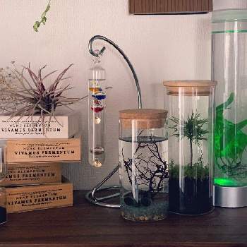 マリモの投稿画像一覧 Greensnap グリーンスナップ