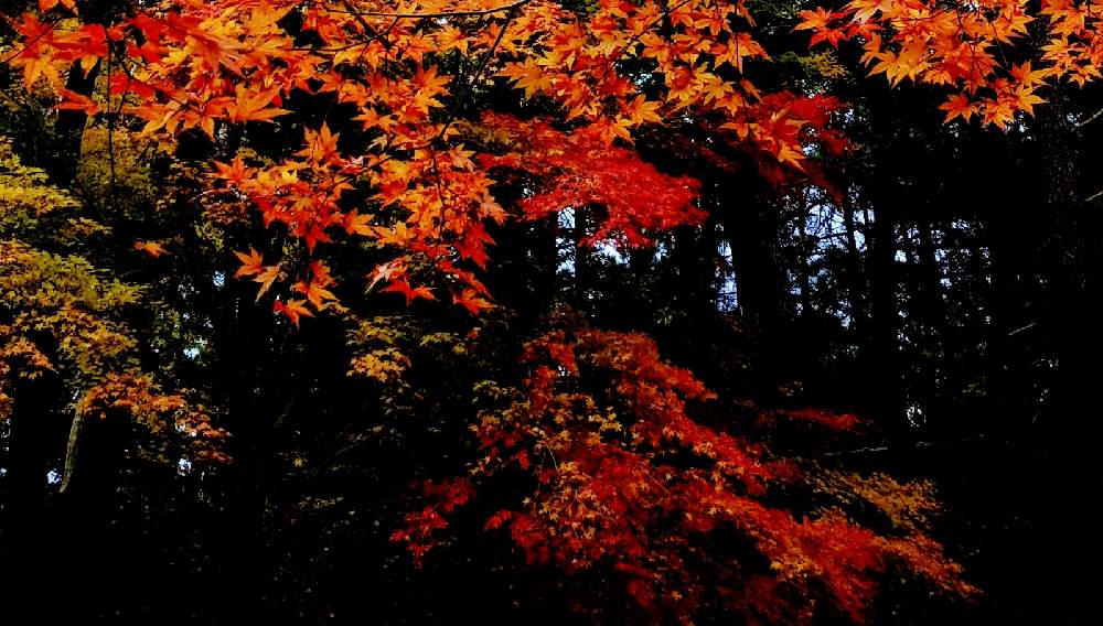 紅葉の投稿画像 By つきかさん 色の変化と秋の風景と綺麗な紅葉と紅葉フォトコン 月11月30日 Greensnap グリーンスナップ 紅葉の投稿画像 By つきかさん 色の変化と秋の風景と綺麗な紅葉と紅葉フォトコン 月11月30日 Greensnap グリーンスナップ