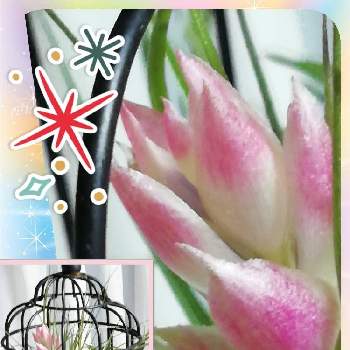 エアープランツ 花の画像 by ことみさん | 窓辺と記録用とエアープランツ/チランジアとエアープランツ 花とおうち園芸