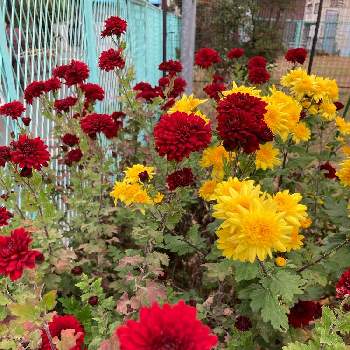 キク科の花の画像 by manabeさん | 小菊と公園と赤と黄色の花とキク科の花