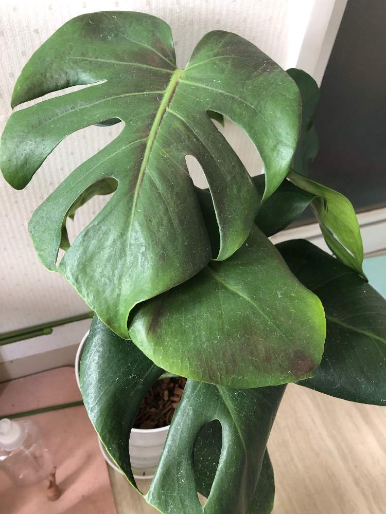 モンステラの投稿画像 By Makinoさん モンステラ属と窓辺の植物たちとおうちde菜園とおうち園芸と相談とモンステラ 月11月30日 Greensnap グリーンスナップ