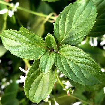 ラベンダーミントの投稿画像一覧 Greensnap グリーンスナップ