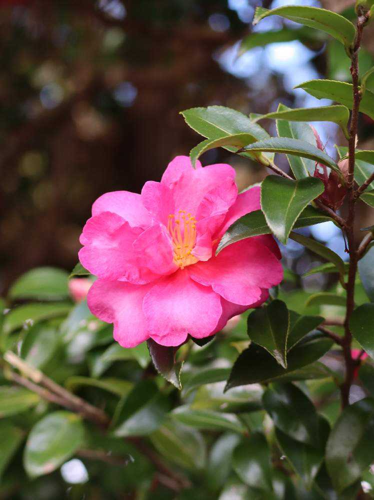 愛知県岡崎市 東公園と岡崎城 美術博物館周辺の紅葉 Greensnap グリーンスナップ