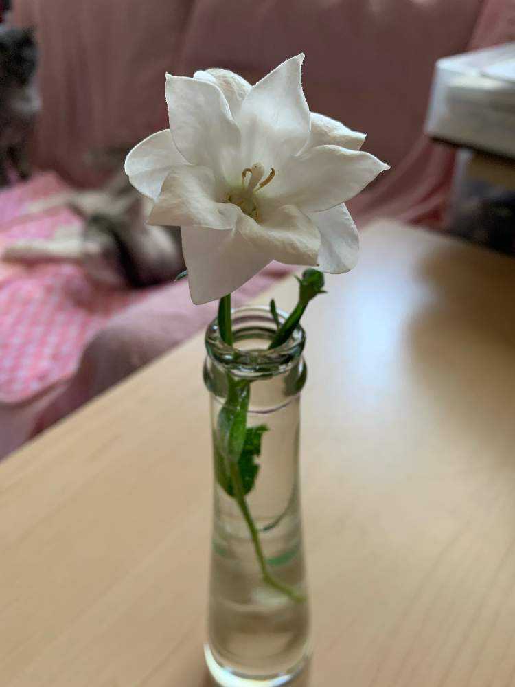 2019年 八重咲き(三重咲き)桔梗を鉢ごと地植えして越冬させました