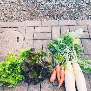 白い野菜の投稿画像一覧 Greensnap グリーンスナップ