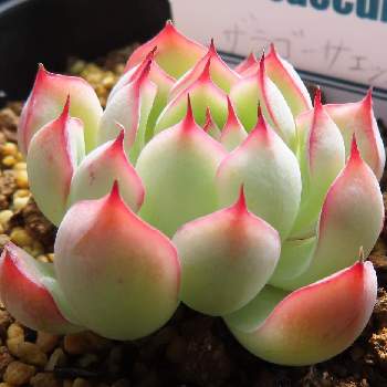 鋭い爪の投稿画像一覧 Greensnap グリーンスナップ