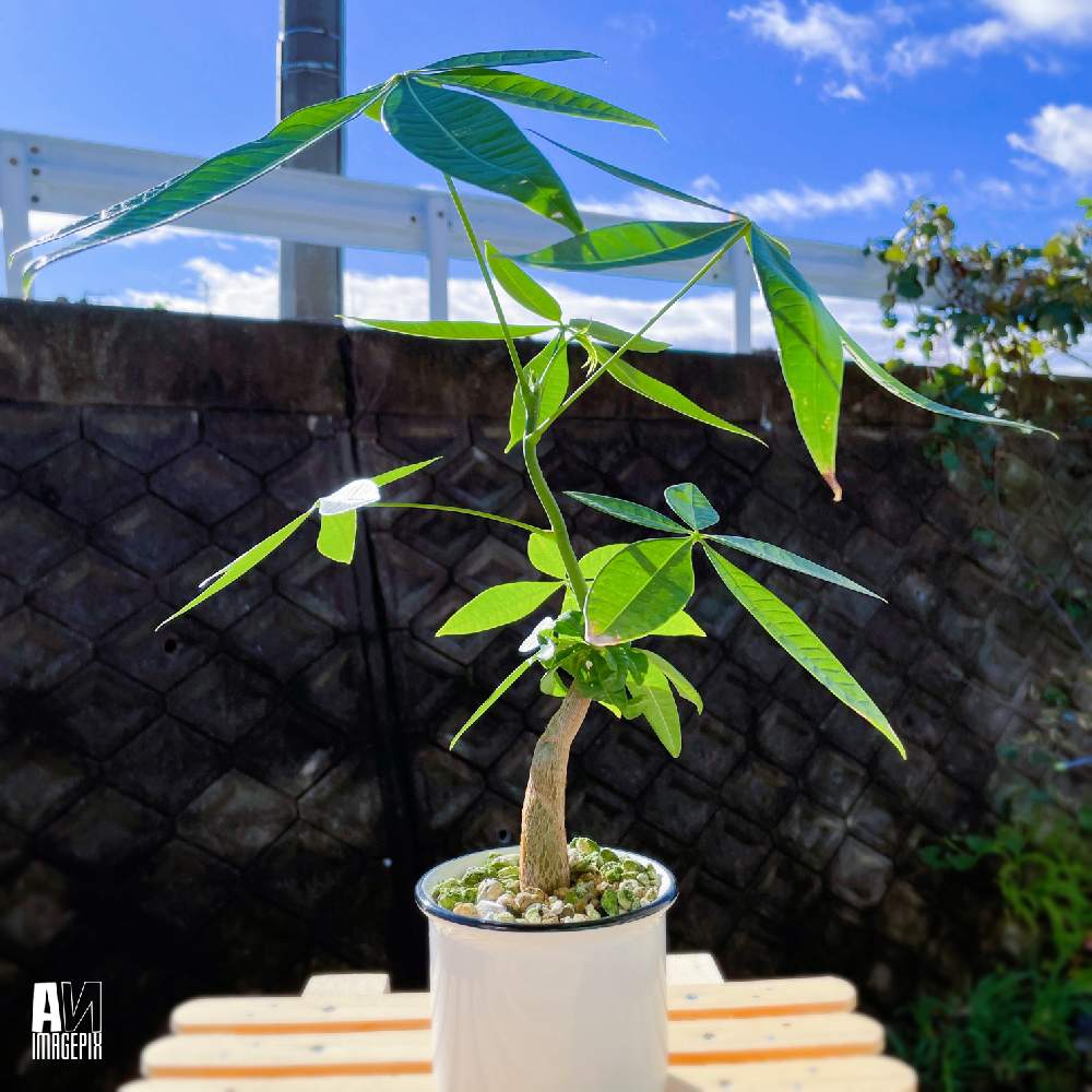 パキラの投稿画像 By あんさん 35とバルコニー ベランダとアオイ科とパキラ属とパキラ グラブラとマルバ科と 35とアオイ科とパキラ属とパキラ グラブラとマルバ科 月11月30日 Greensnap グリーンスナップ Greensnap グリーンスナップ