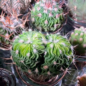 サボテンの水耕栽培の投稿画像一覧 Greensnap グリーンスナップ