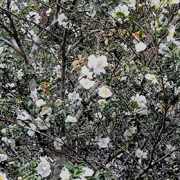 白い山茶花の投稿画像一覧 Greensnap グリーンスナップ 白い山茶花の投稿画像一覧 Greensnap グリーンスナップ