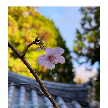 魅力的♡の画像 by Botanii*さん | お出かけ先と十月桜と魅力的♡とボタニカルライフと十月桜*とお写ん歩と私の癒しと可愛いお花❀と緑のある暮らしと花のある暮らしとピンク色のお花