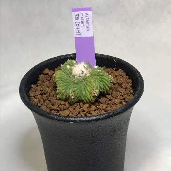 サボテン 花籠の投稿画像一覧 Greensnap グリーンスナップ サボテン 花籠の投稿画像一覧 Greensnap グリーンスナップ