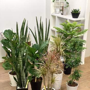 サンスベリア ハニーバニーの投稿画像一覧 Greensnap グリーンスナップ