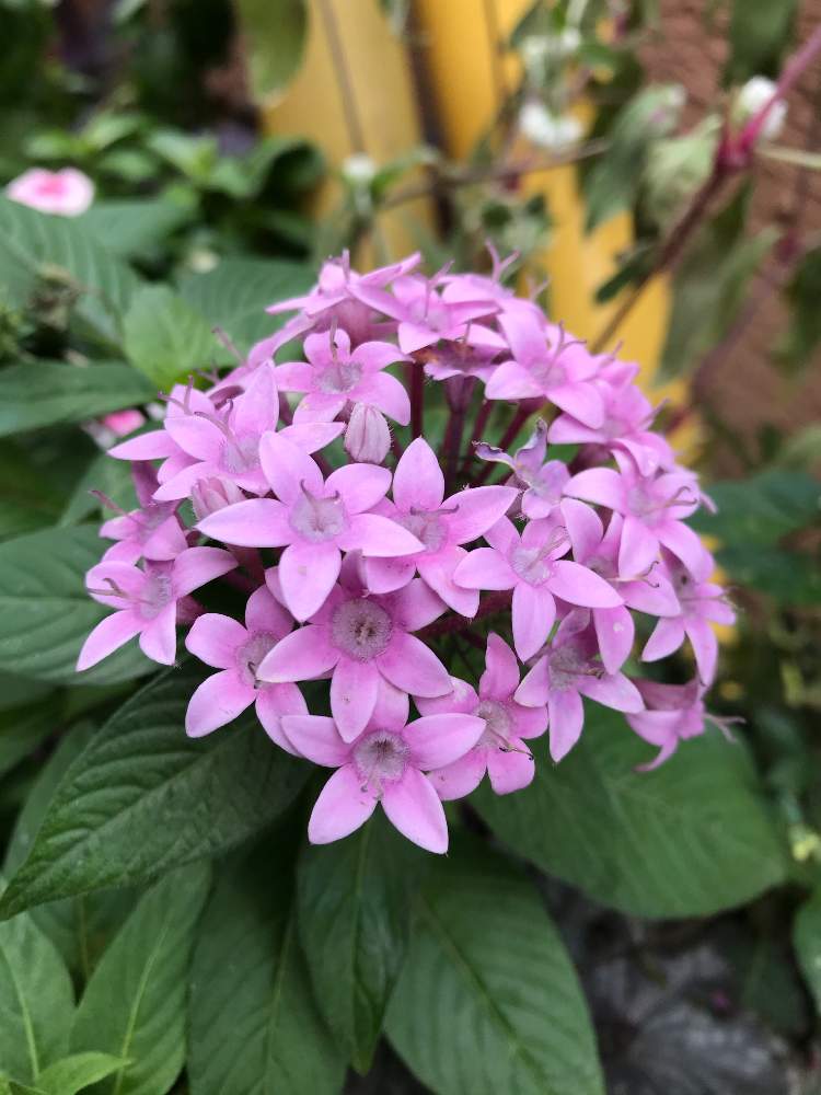 ペンタスの投稿画像 By ミーシーさん おうち園芸 月11月30日 Greensnap グリーンスナップ