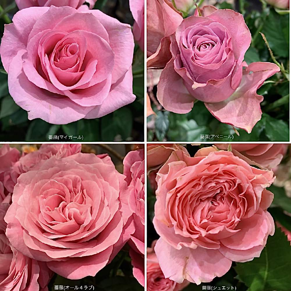 薔薇 マイガール の投稿画像 By カタバミさん 薔薇 アベニール と薔薇 オール4ラブ と薔薇 シュエット とお出かけ先 月11月30日 Greensnap グリーンスナップ Greensnap グリーンスナップ 薔薇 マイガール の投稿画像 By カタバミさん 薔薇 アベニール と薔薇 オール4ラブ と薔薇 シュエット とお出かけ先 月11月30日 Greensnap グリーンスナップ Greensnap グリーンスナップ