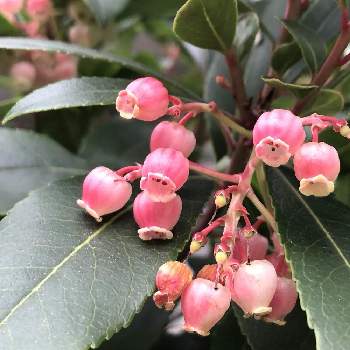 ピンク色の実の投稿画像一覧 Greensnap グリーンスナップ