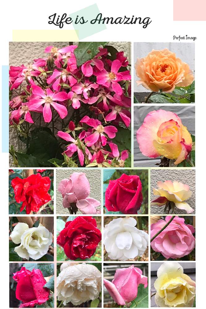 バラの投稿画像 By ちりめんうさぎさん オレンジ色の花とピンクの花と花壇と黄色い花と薄いピンクの花と赤い花と濃いピンクの花と白い花と駅前の花壇と花探し 月12月1日 Greensnap グリーンスナップ