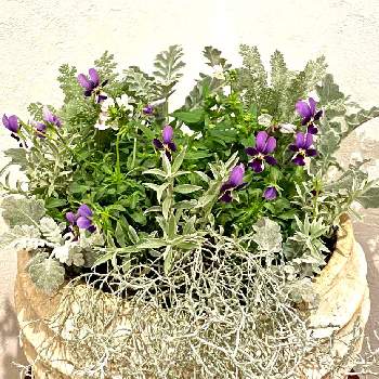 クッションブッシュの投稿画像一覧 Greensnap グリーンスナップ