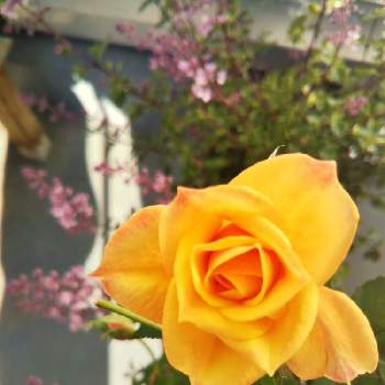 四季咲きミニバラの画像 by amiさん | バルコニー/ベランダと四季咲きミニバラと花のある暮らしと好きな色❤とおうち園芸