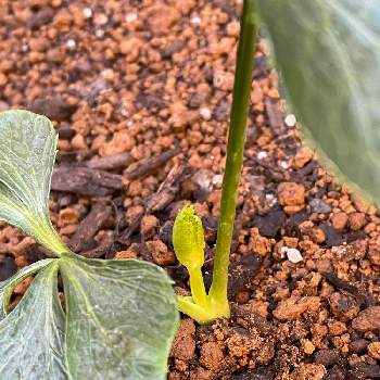 クリスマスローズ ダブルブラックの投稿画像一覧 Greensnap グリーンスナップ