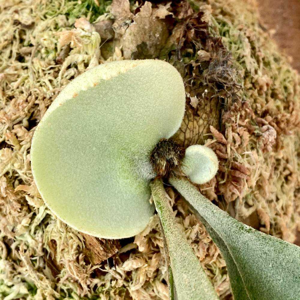 P. willinckii 'Bogor' spore 成長記録 2023.11.3｜🍀GreenSnap