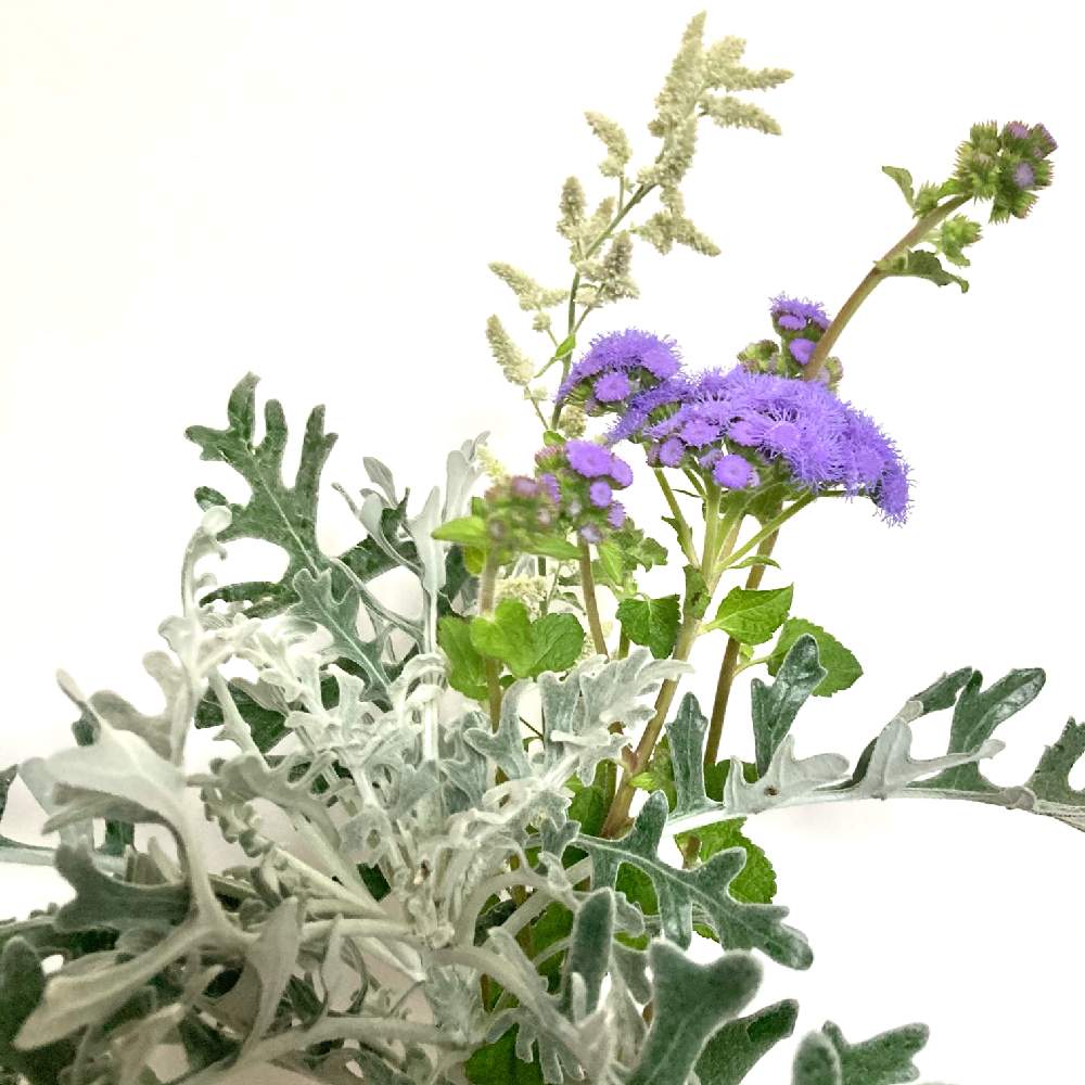 アゲラタムの投稿画像 By きゃんさん シロタエギクとシルバーキャット 月12月1日 Greensnap グリーンスナップ Greensnap グリーンスナップ