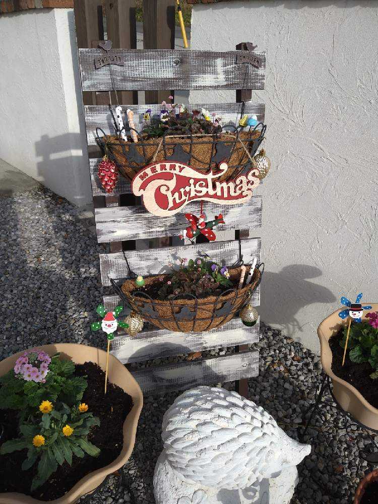 クリスマス ガーデニング Greensnap グリーンスナップ クリスマス ガーデニング Greensnap グリーンスナップ