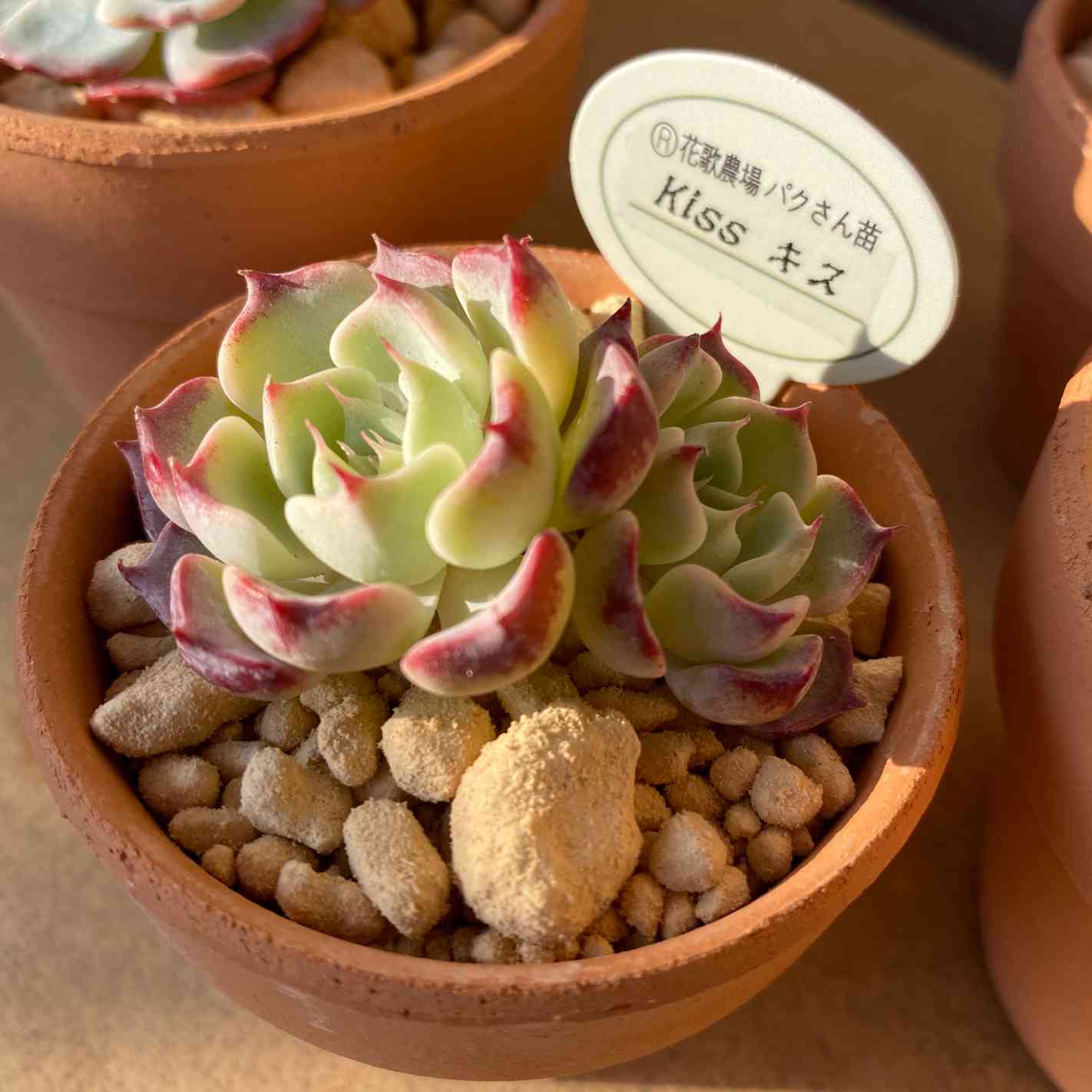 キス 多肉植物 エケベリア 韓国苗 キス エケベリア カット苗 | 多肉