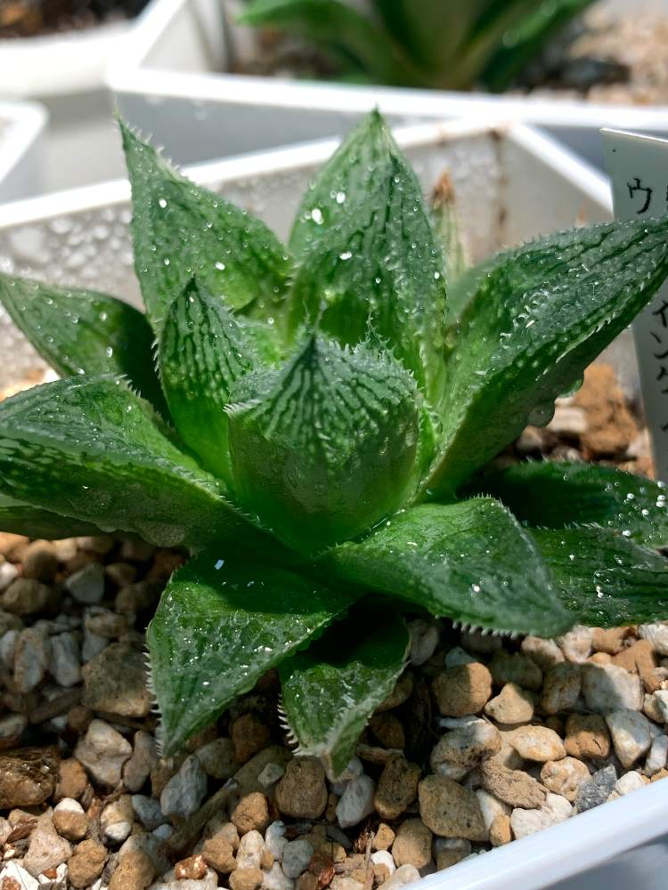 ウェディングベルの投稿画像 By Ichbinnaoさん 観察日記とお気に入り と職場園芸と多肉だいすきと多肉女子とタニラーと多肉天国とリフレッシュ とつくば市と多肉女子初心者 月12月1日 Greensnap グリーンスナップ