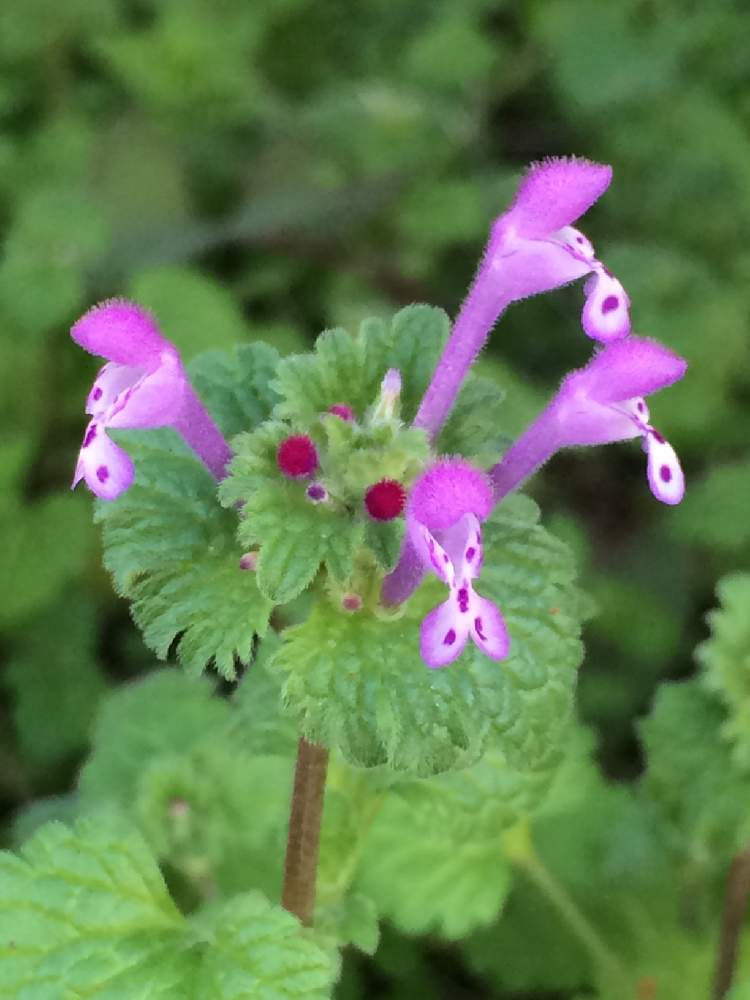 ホトケノザの投稿画像 By Yuriさん サンガイグサとお出かけ先にてと小花好きとホトケノザ と雑草とほとけのざ 月12月1日 Greensnap グリーンスナップ