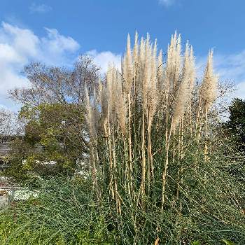 パンパースグラス の投稿画像一覧 Greensnap グリーンスナップ