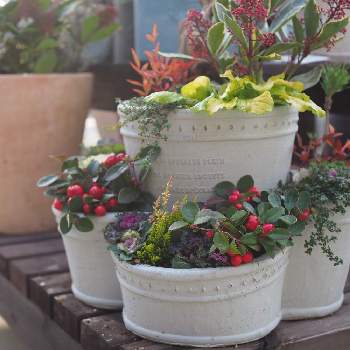 はこにわのアルバム Greensnap グリーンスナップ