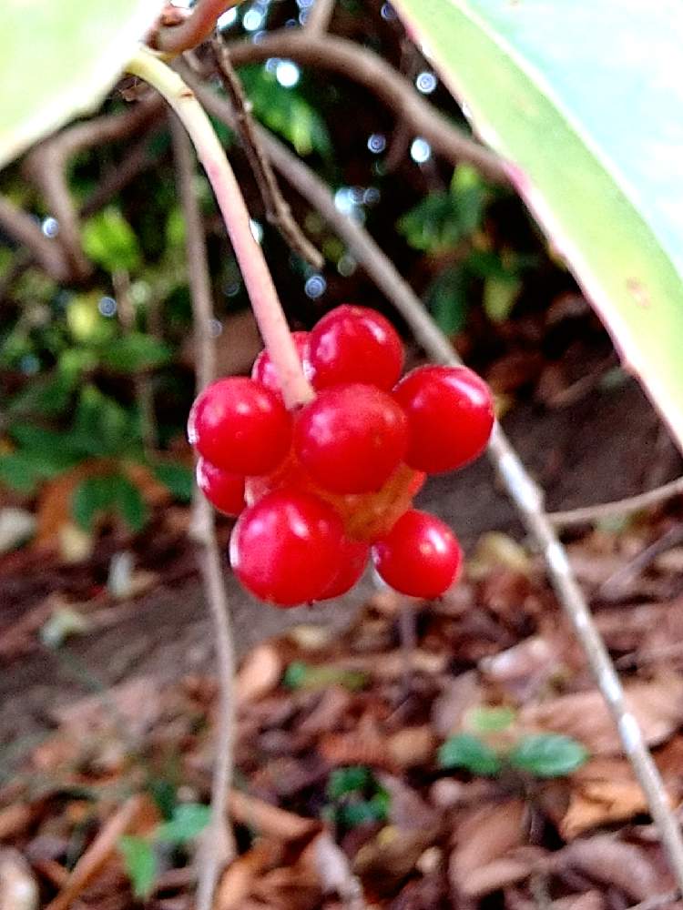 お出かけ先の投稿画像 By ロンさん 木の実と散歩と百人一首と秋の風景と仙台と赤い実と木の実と散歩と百人一首と秋の風景と仙台と赤い実 月12月1日 Greensnap グリーンスナップ Greensnap グリーンスナップ