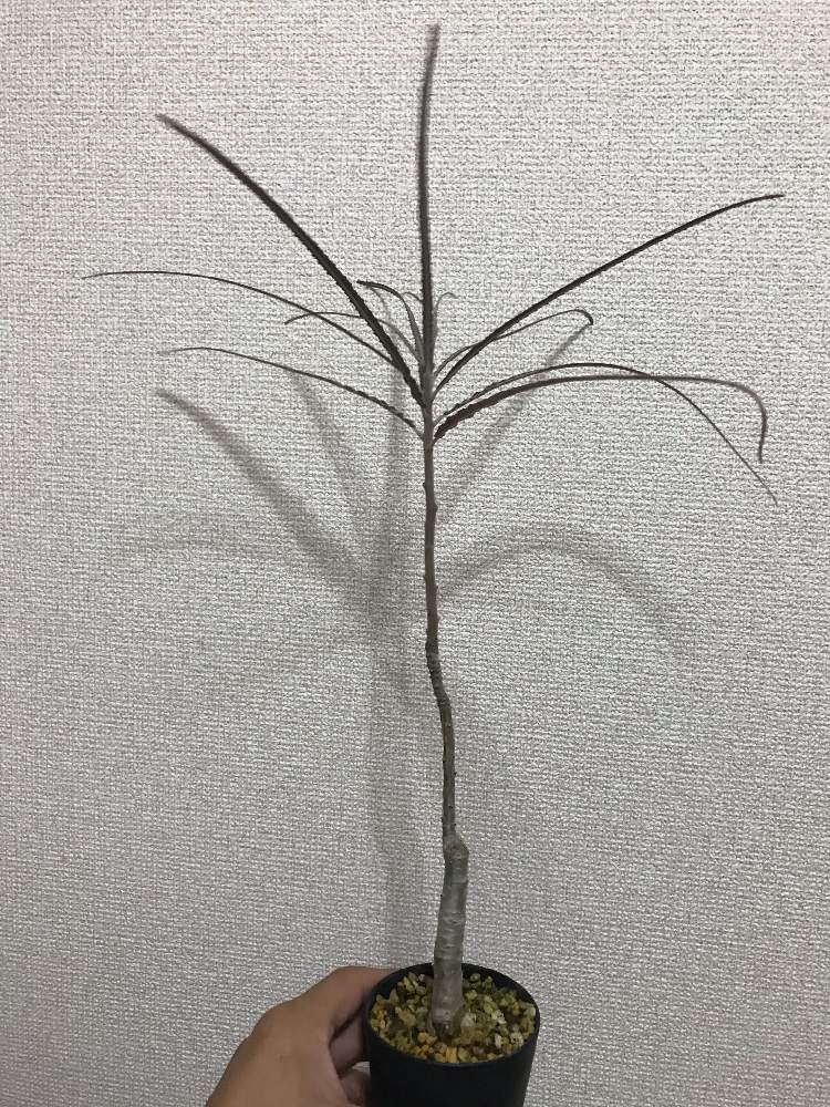 観葉植物 細長い葉 Boswellia elongata 観葉植物 細長い葉 Boswellia elongata 観葉植物 細長い葉 Boswellia