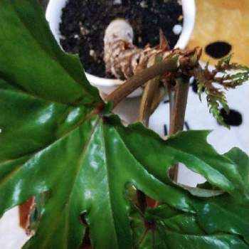 さくらベゴニアの投稿画像一覧 Greensnap グリーンスナップ