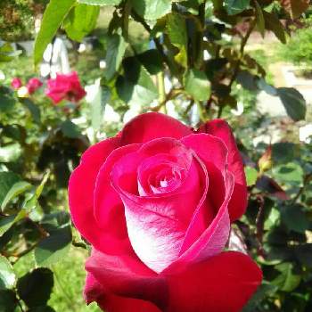 バラ 紅の投稿画像一覧 Greensnap グリーンスナップ