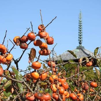 柿の木 の投稿画像一覧 Greensnap グリーンスナップ