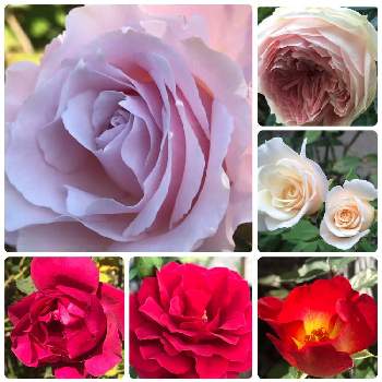 フレンチレース　バラの画像 by hiro-151e.さん | 小さな庭とスマホ撮影とばら バラ 薔薇とおうち園芸とおきにいりとお庭の植物と花のある暮らしとバラ愛同盟と今月のお花まとめとパシュミナ　バラとカクテルとオデュッセイア バラとナリタ　フォーエバーとバラ・ミニバラとフレンチレース　バラとラマリエとミニバラ風花火