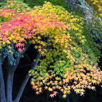 湯河原万葉公園の投稿画像一覧 Greensnap グリーンスナップ