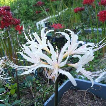 彼岸花 白の投稿画像一覧 Greensnap グリーンスナップ