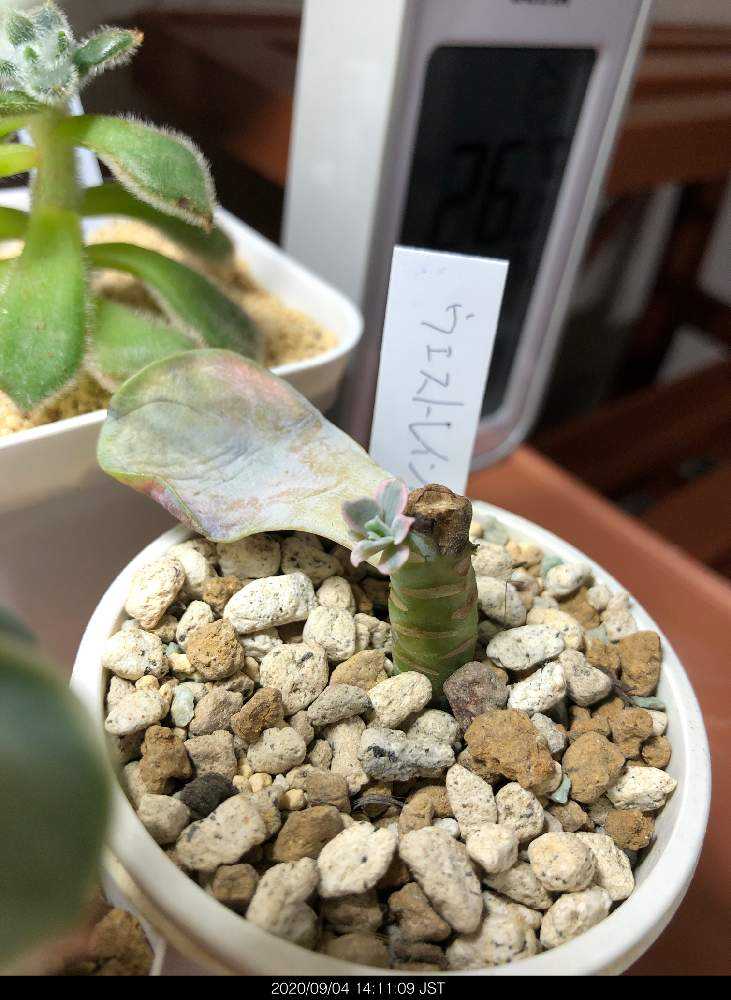 ＊ 9個セット ウエストレインボー 多肉植物 農園直売 多肉植物 寄せ植え エケベリア属 ウエストレインボー（小）錦　抜き苗 観葉植物 インテリア　多肉専門verve | 多肉専門VERVE