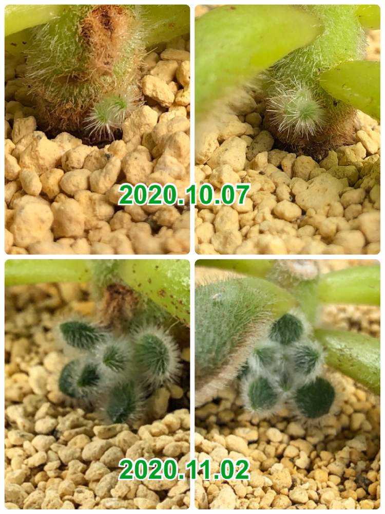 胴切り チョンパ からの成長記録 Greensnap グリーンスナップ