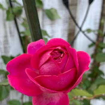 フレーズ⭐︎の画像 by miyaouさん | 小さな庭と秋バラ♡とフレーズ⭐︎とばら バラ 薔薇と水曜ローズショーとバラの家とRosa Orientisとおうち園芸とバラの花♡