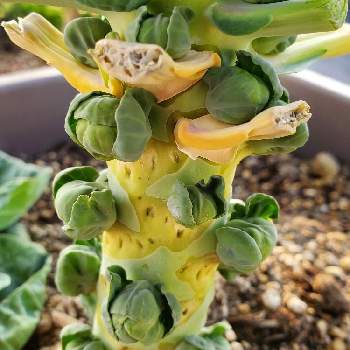 メキャベツの投稿画像一覧 Greensnap グリーンスナップ