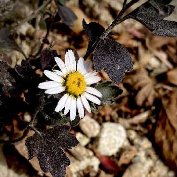 リュウノウギクの投稿画像一覧 Greensnap グリーンスナップ