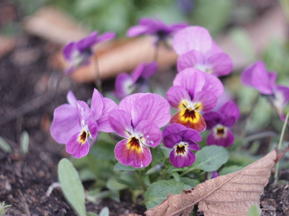 優里さんの投稿画像 月12月2日 Greensnap グリーンスナップ